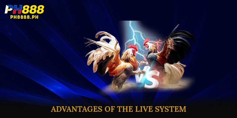 Advantages of the Live System in Thomo Cockfighting