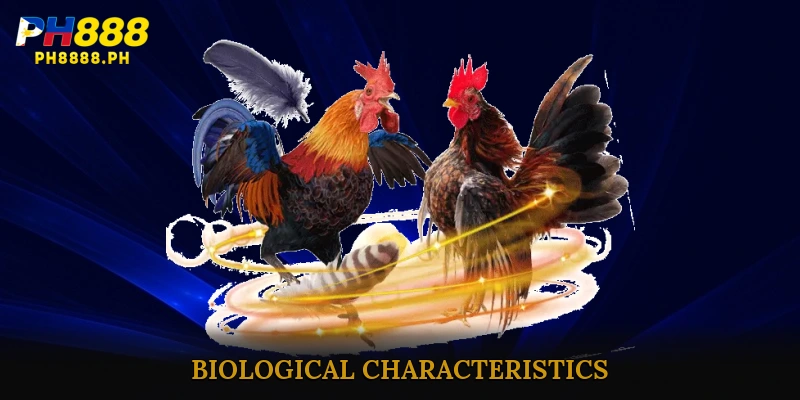 Biological Characteristics of Raising chickens with spurs effectively