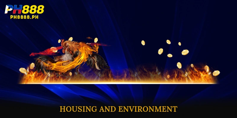 Housing and Environment for Raising chickens with spurs effectively