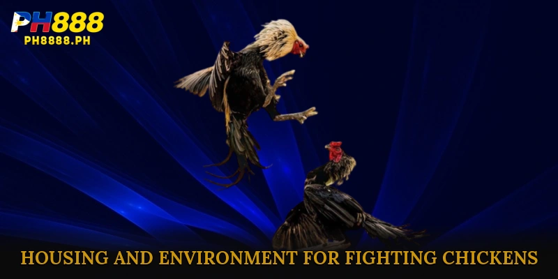 Housing and Environment for Fighting Chickens
