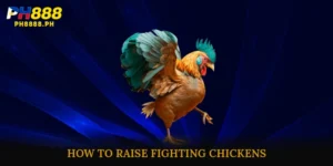 How to raise fighting chickens