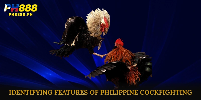 Identifying Features of Philippine Cockfighting