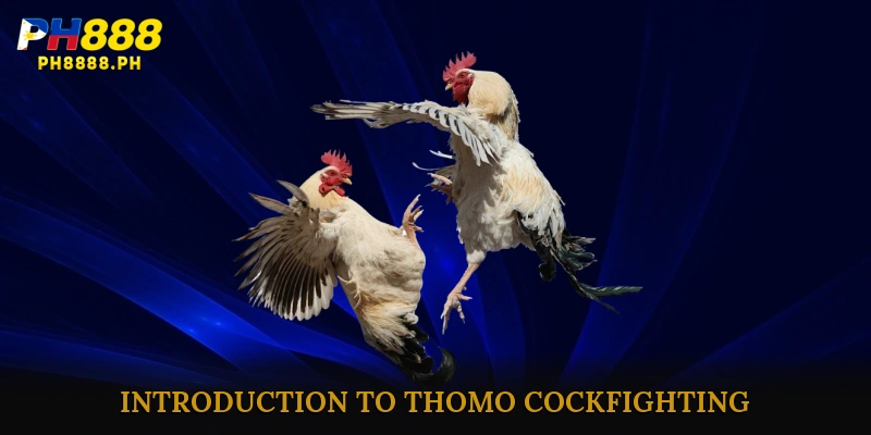 Introduction to Thomo Cockfighting