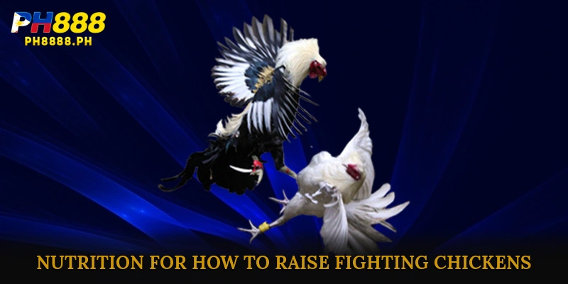 Nutrition and Care for How to raise fighting chickens