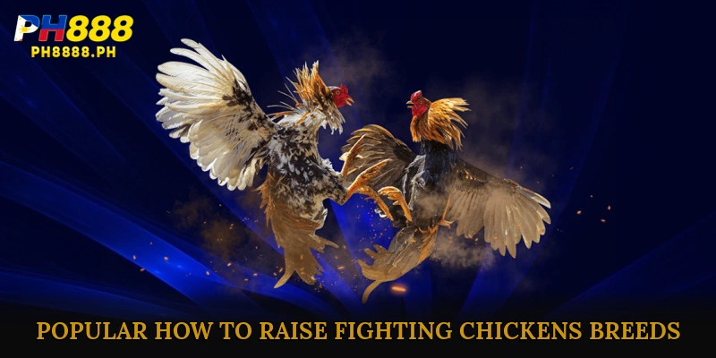 Popular How to raise fighting chickens Breeds