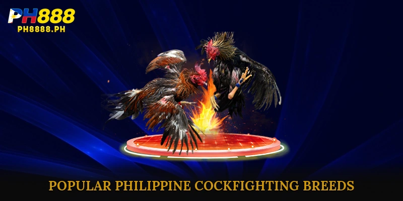 Popular Philippine Cockfighting Breeds