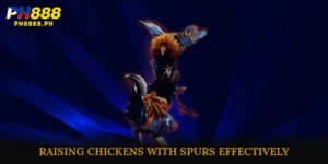Raising chickens with spurs effectively