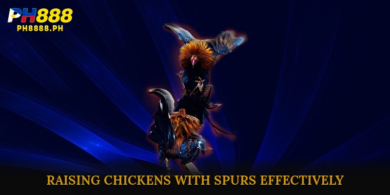 Raising chickens with spurs effectively