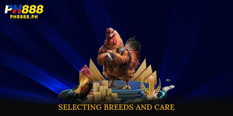 Selecting Breeds and Care for Raising chickens with spurs effectively