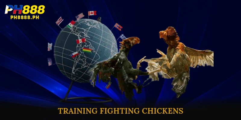 Training Fighting Chickens