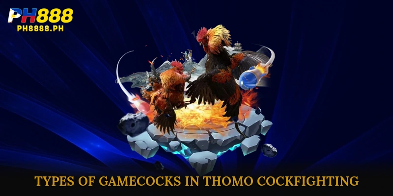 Types of Gamecocks in Thomo Cockfighting
