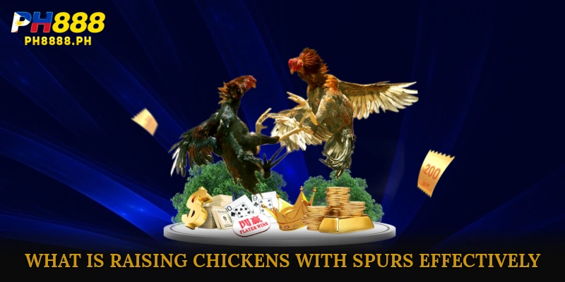 Understanding Raising chickens with spurs effectively